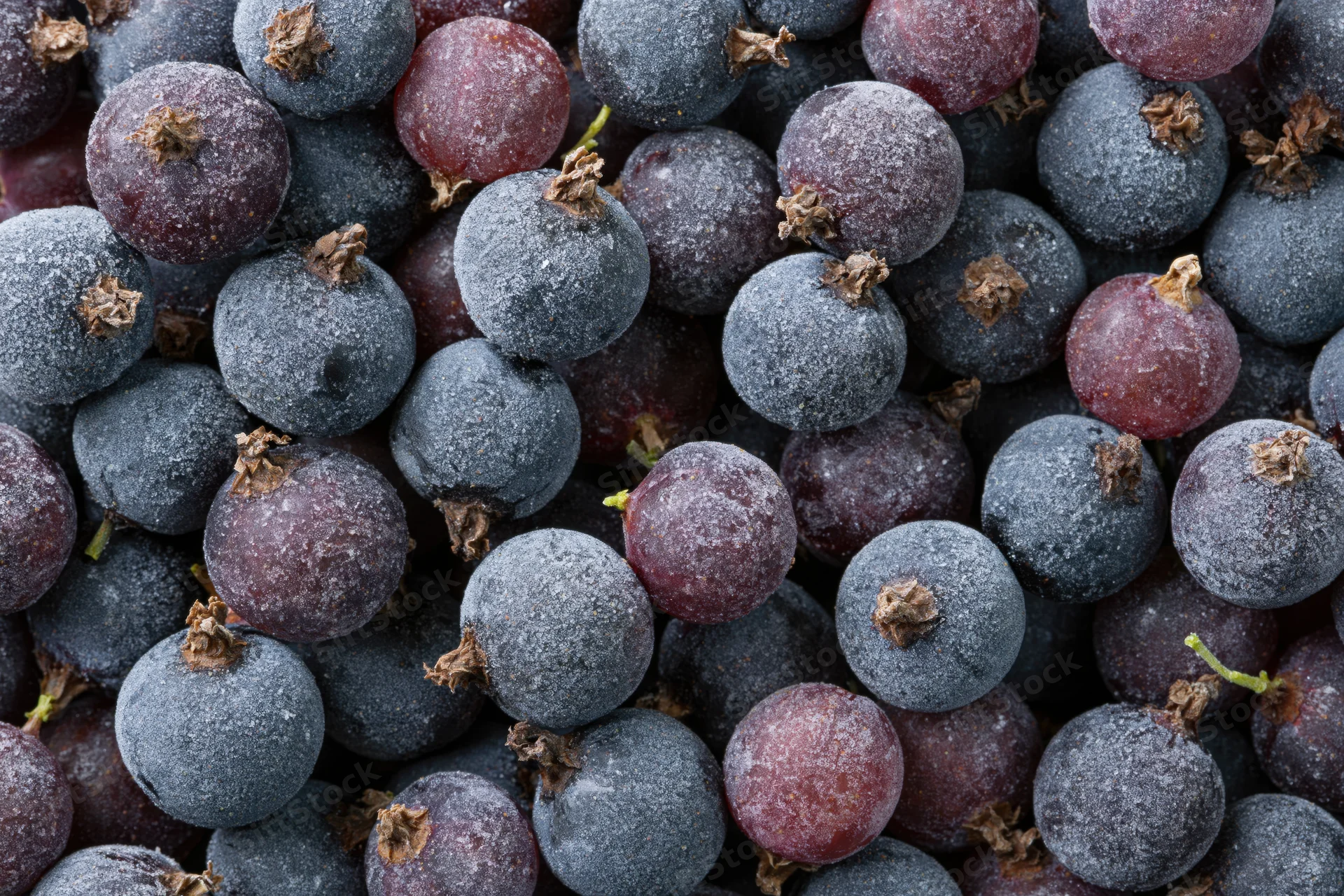 Frozen black currants densely packed filling the frame