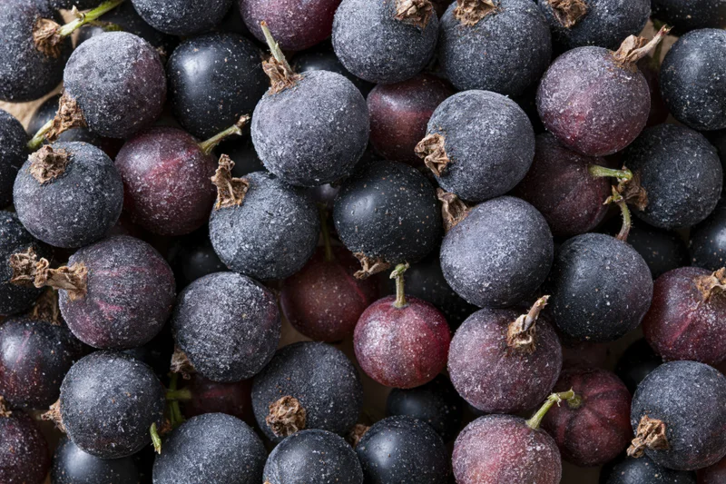 Frozen black currants densely packed filling the frame