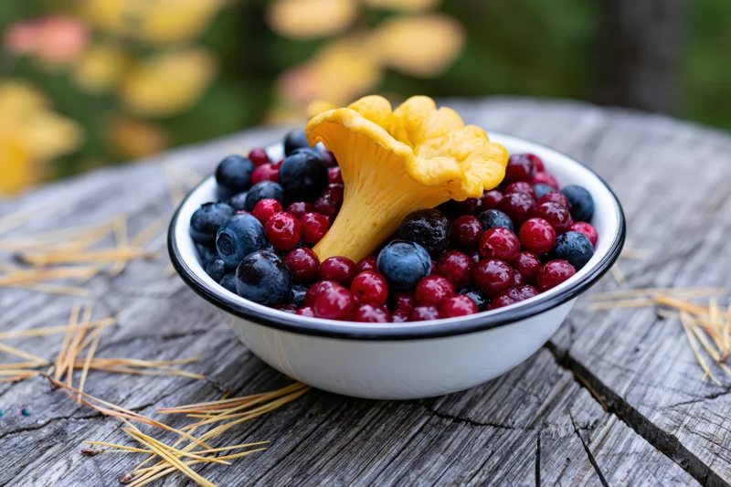 Enamel bowl filled with wild blueberries, lingonberries and a chanterelle mushroom on a weathered tree stump outdoors
