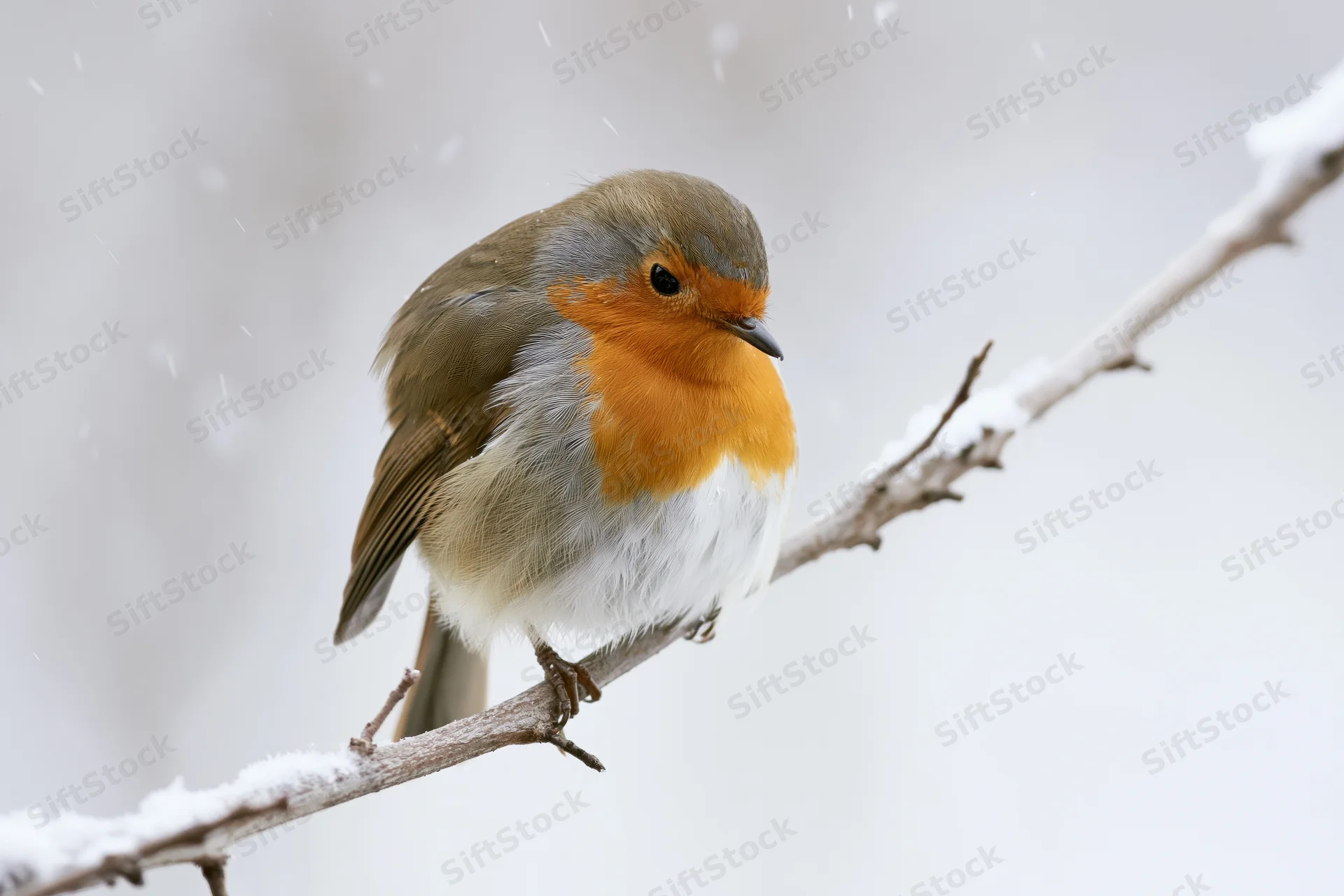 European robin perched on a snow-covered branch during snowfall