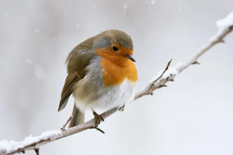 European robin perched on a snow-covered branch during snowfall