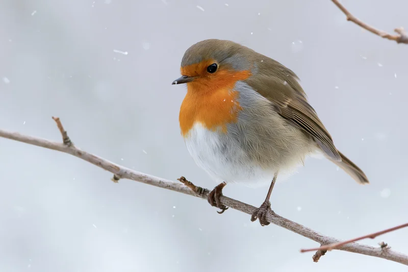 European robin perched on a bare branch during snowfall