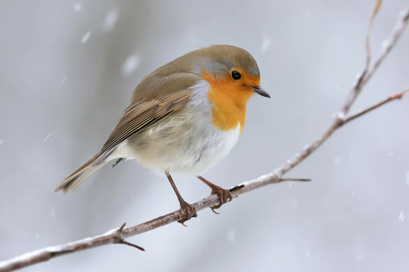 European robin perched on a bare branch during snowfall