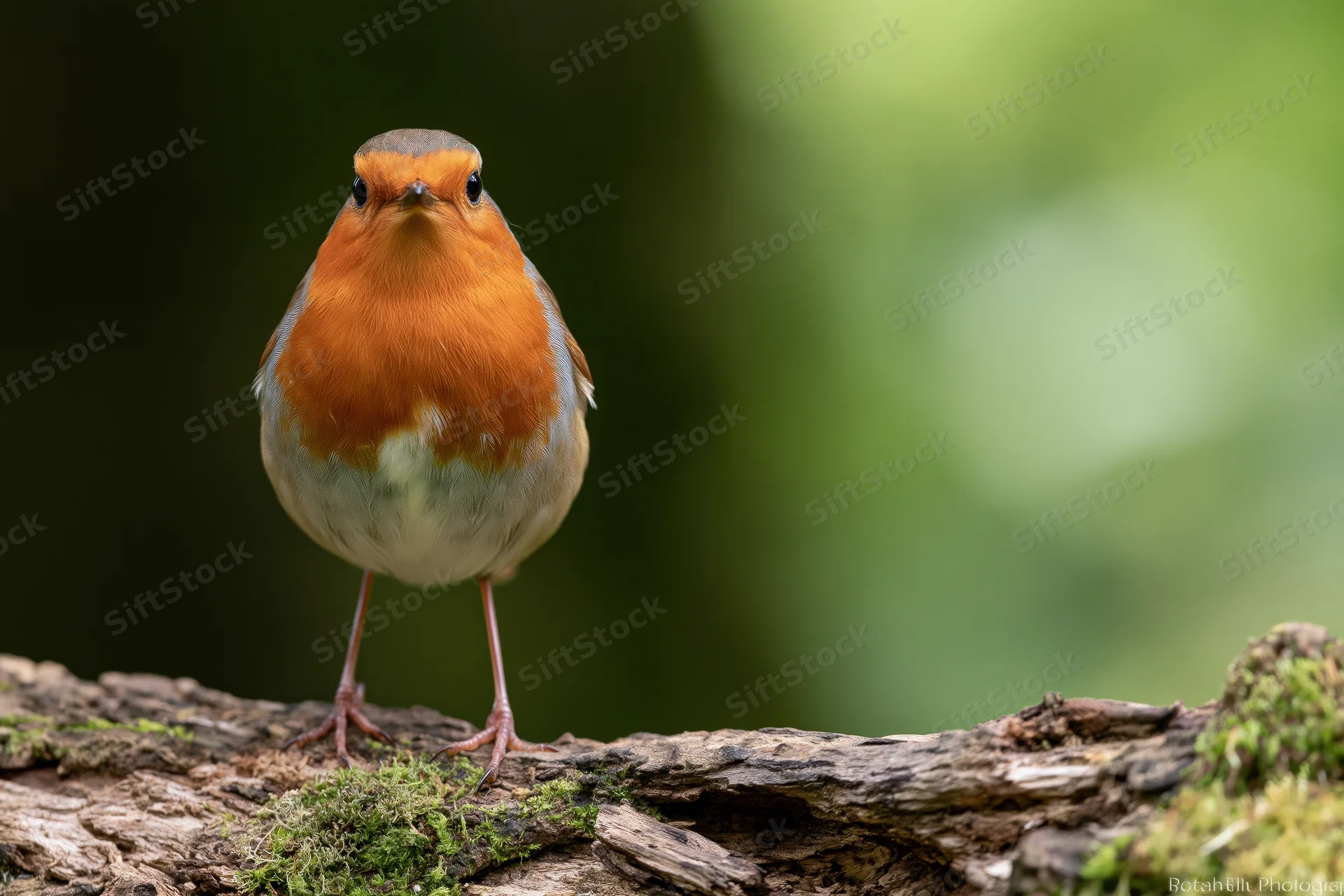European robin perched upright on a mossy decaying log facing forward in a forest setting