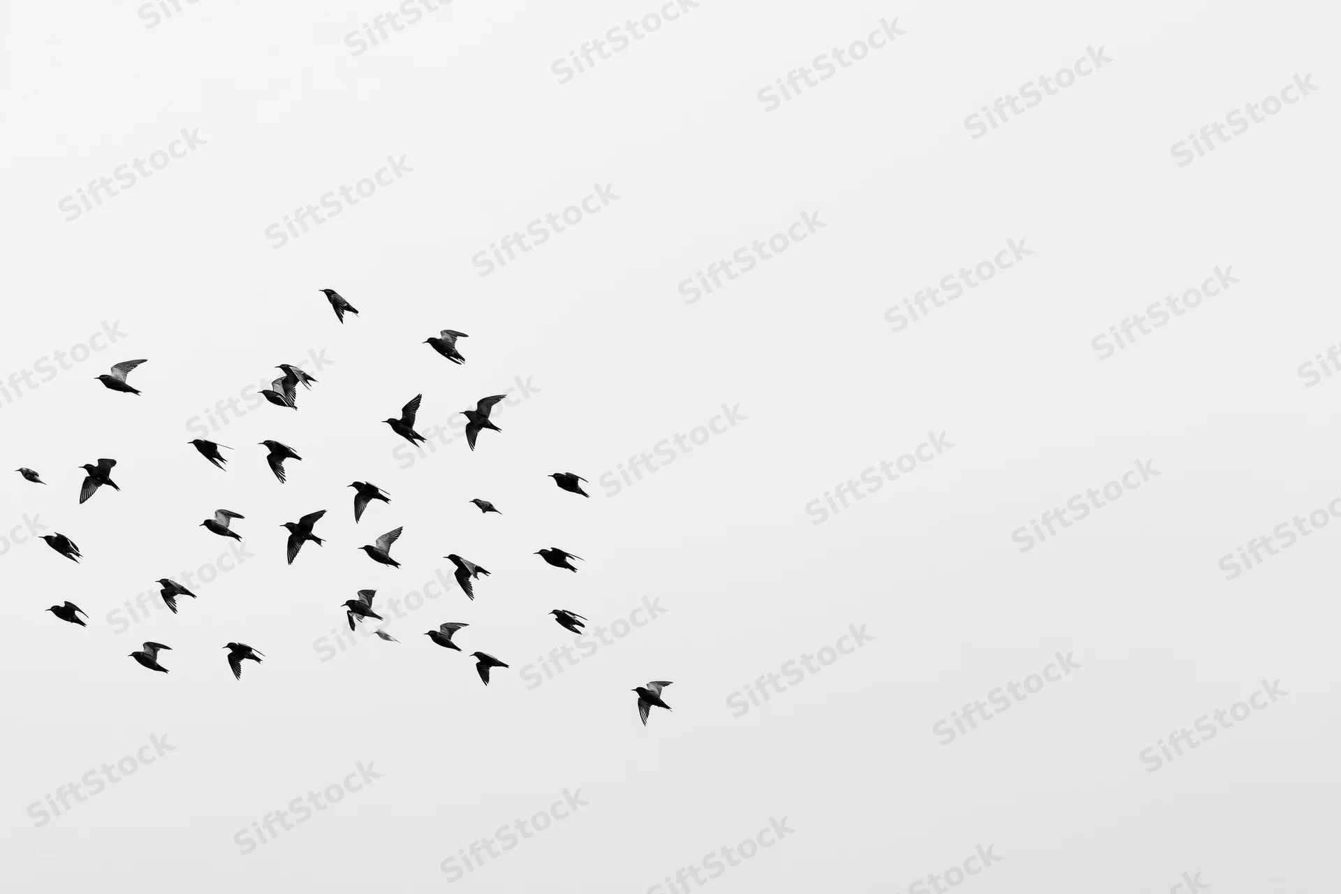 Flock of birds in flight silhouetted against a white sky