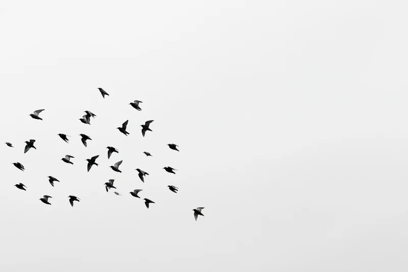 Flock of birds in flight silhouetted against a white sky