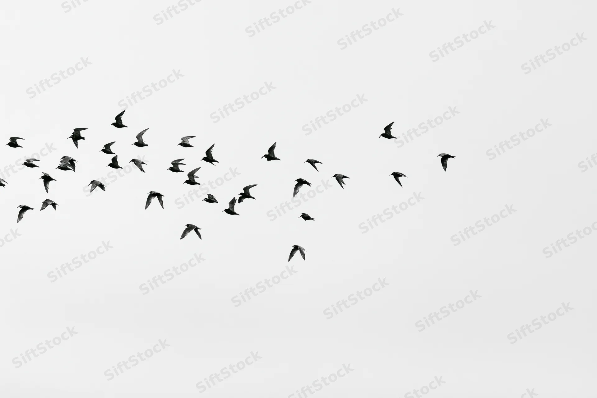 Flock of birds in flight silhouetted against overcast sky