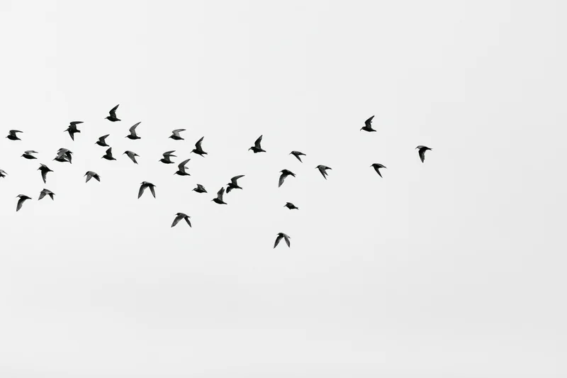 Flock of birds in flight silhouetted against overcast sky