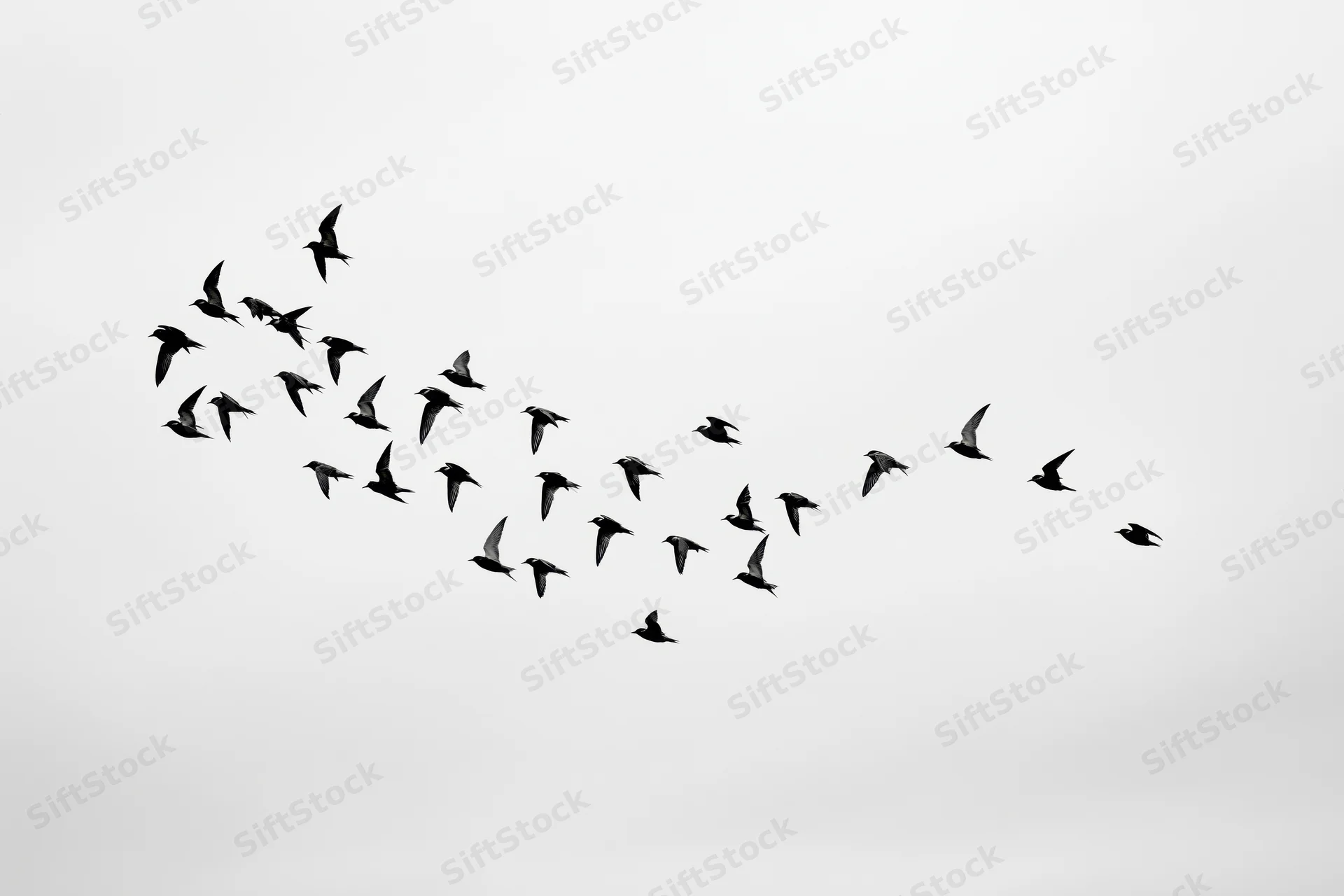 Flock of birds in flight silhouetted against overcast sky