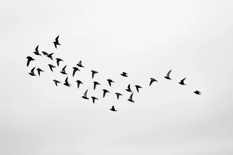 Flock of birds in flight silhouetted against overcast sky