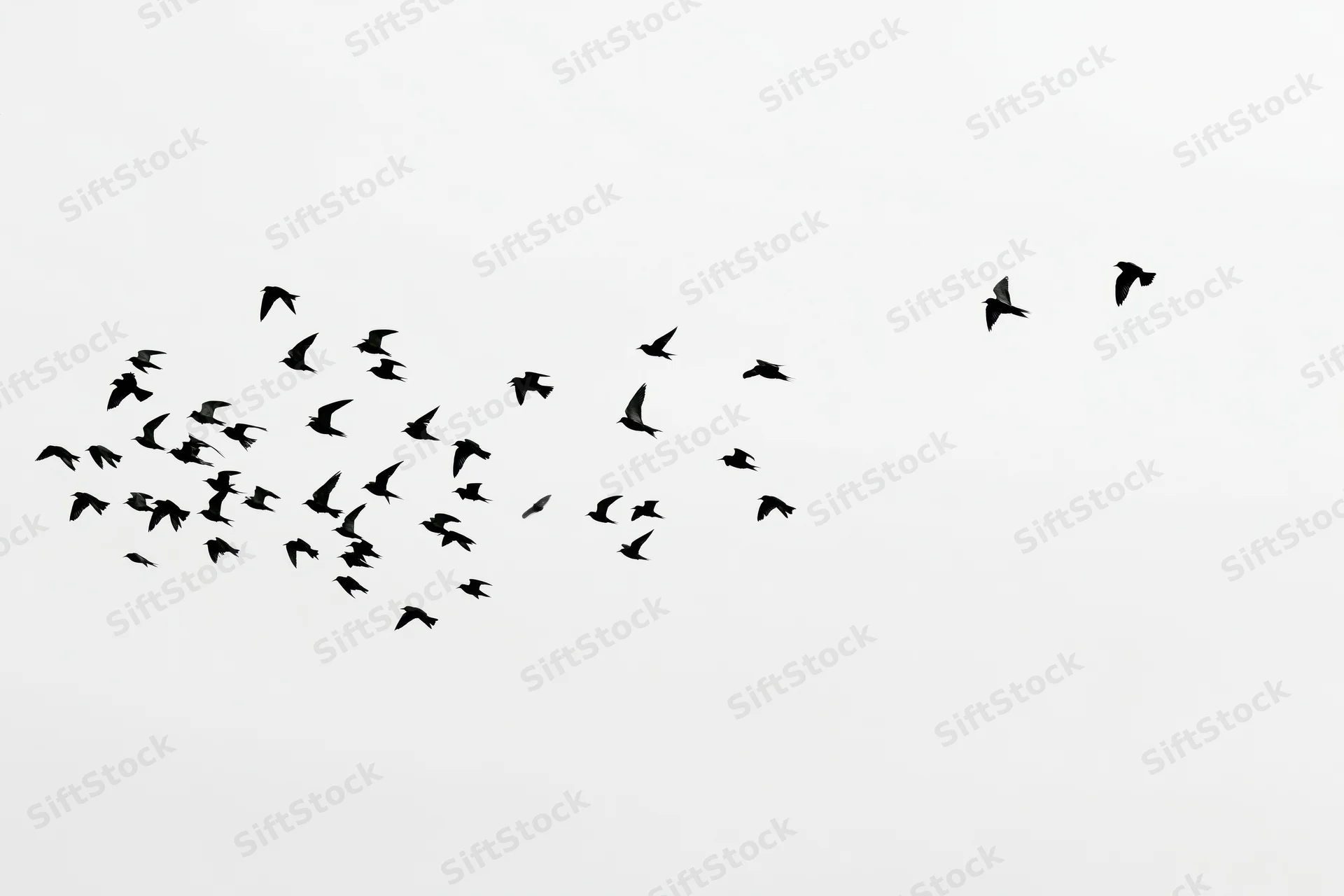 Flock of birds in mid-flight silhouetted against a white sky