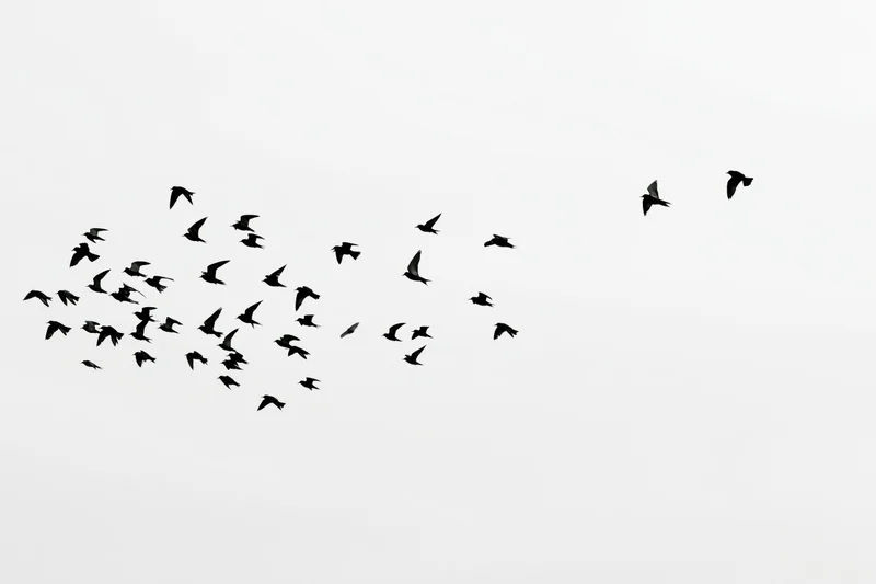 Flock of birds in mid-flight silhouetted against a white sky
