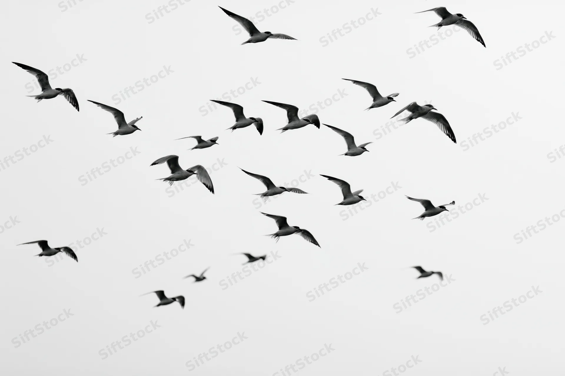 Flock of seagulls in mid-flight with wings spread against overcast sky
