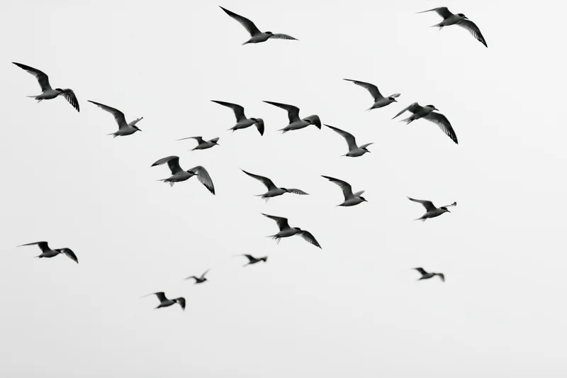 Flock of seagulls in mid-flight with wings spread against overcast sky