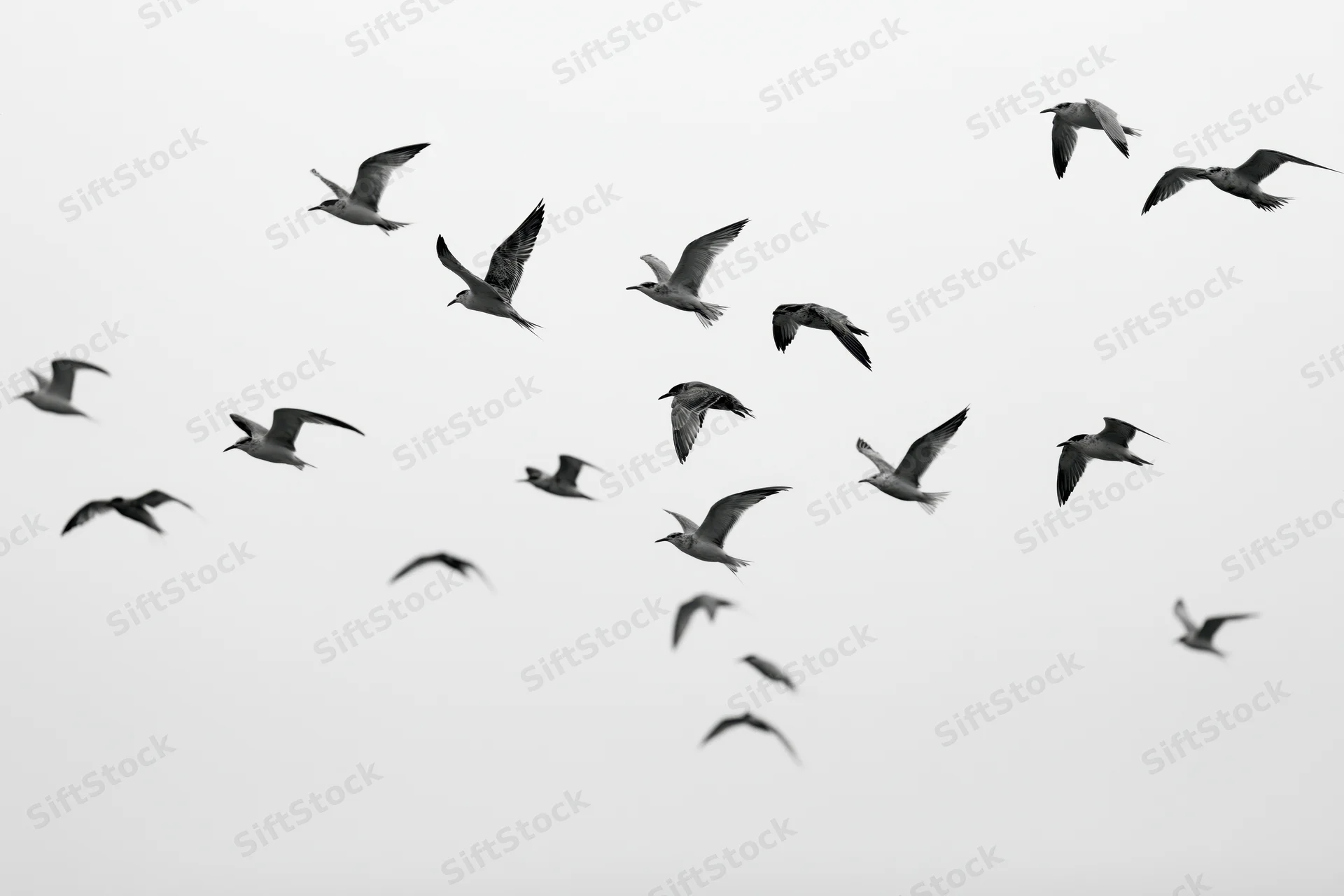 Flock of seagulls in mid-flight with wings spread against overcast sky