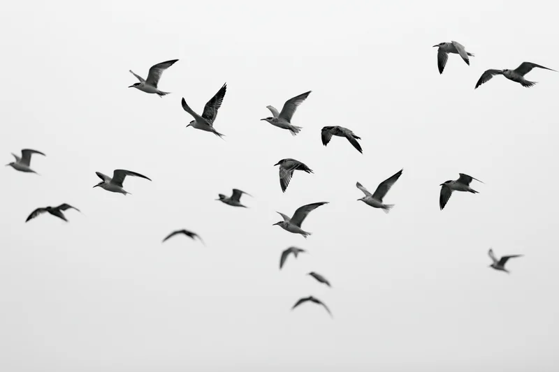 Flock of seagulls in mid-flight with wings spread against overcast sky