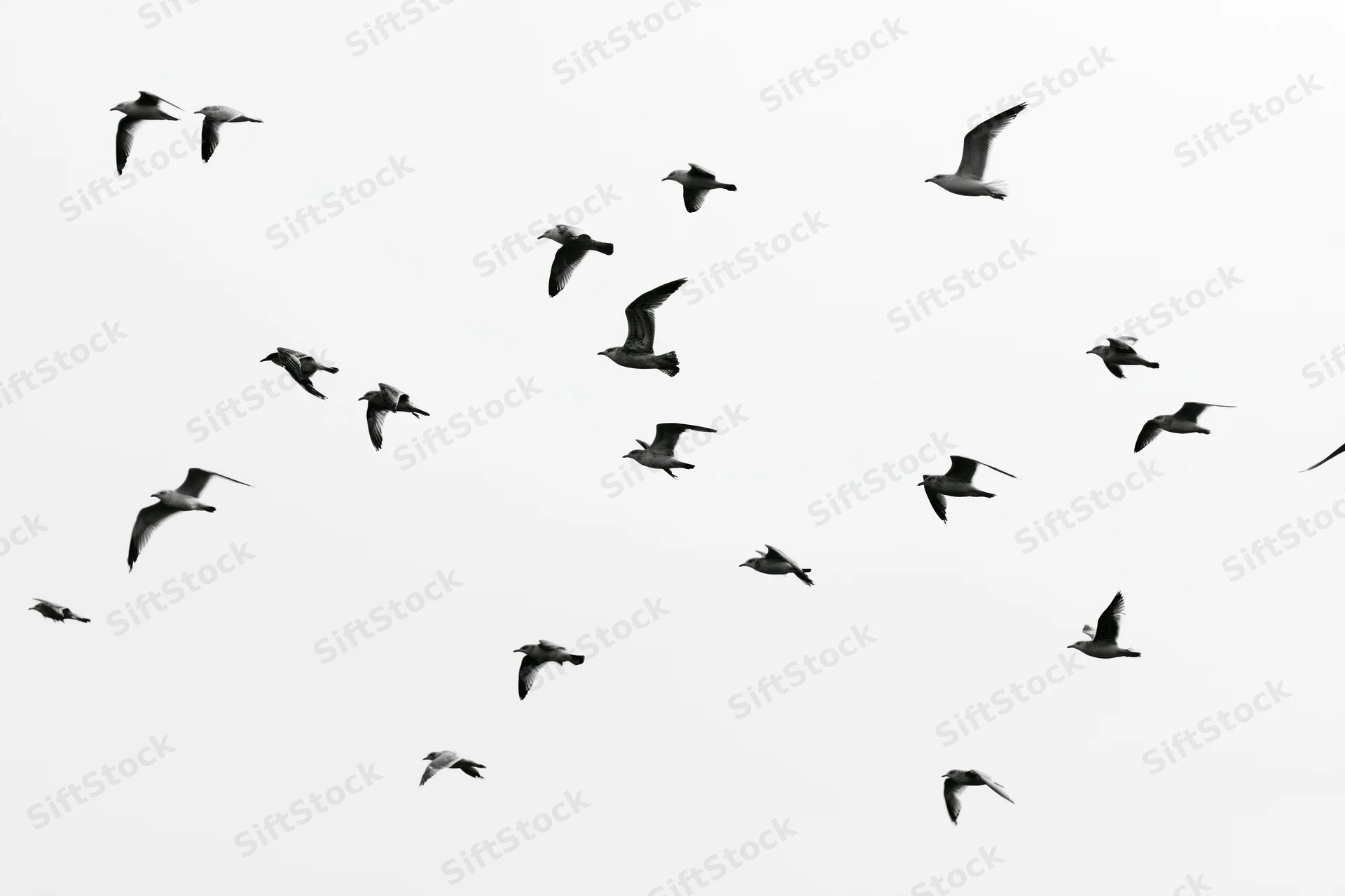 Flock of seagulls in mid-flight with wings spread against a bright sky