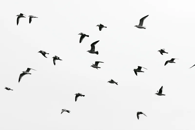 Flock of seagulls in mid-flight with wings spread against a bright sky