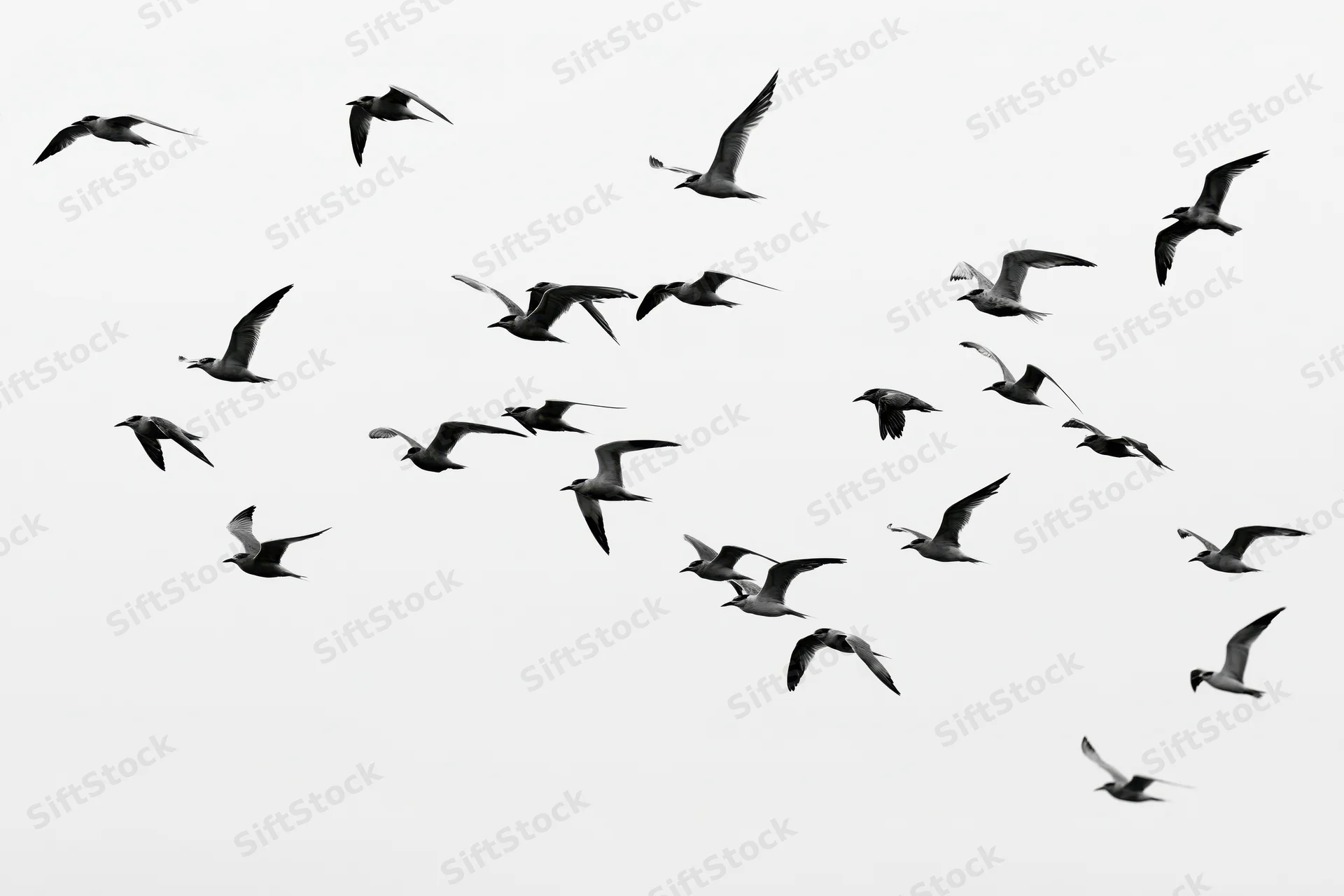 Flock of seagulls in mid-flight with wings spread against a bright sky