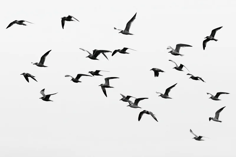 Flock of seagulls in mid-flight with wings spread against a bright sky