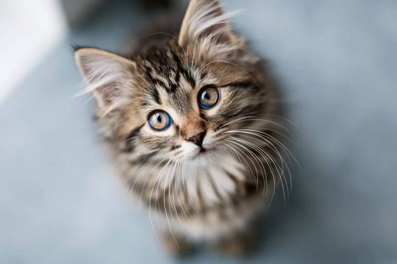 Fluffy tabby kitten looking up at camera with bright blue eyes in closeup portrait