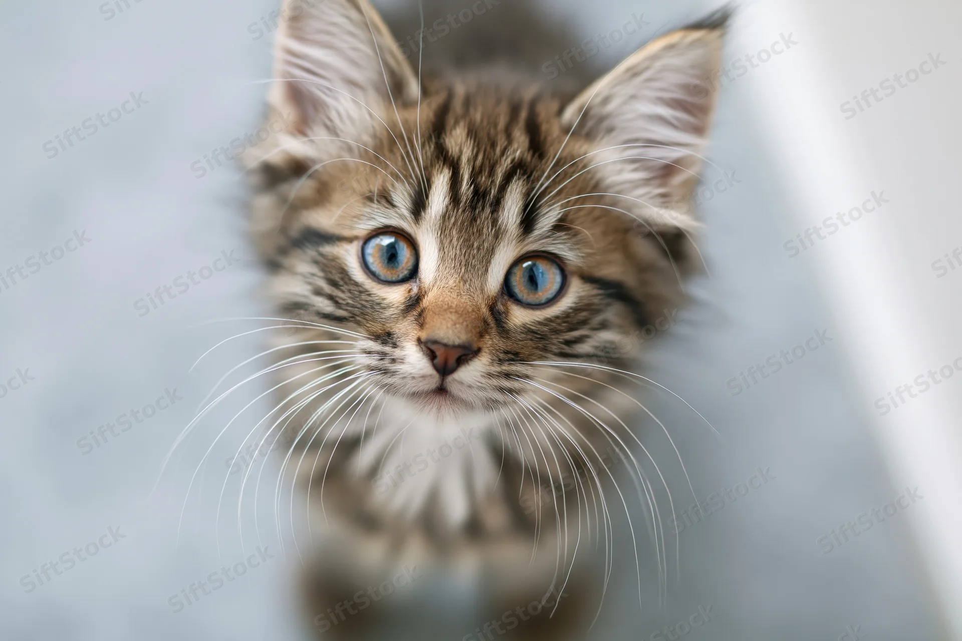 Fluffy tabby kitten looking up at camera with bright blue eyes in closeup portrait