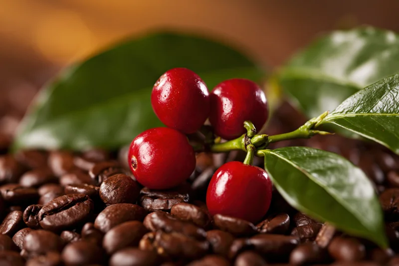 Coffee cherries on a green branch resting on roasted coffee beans