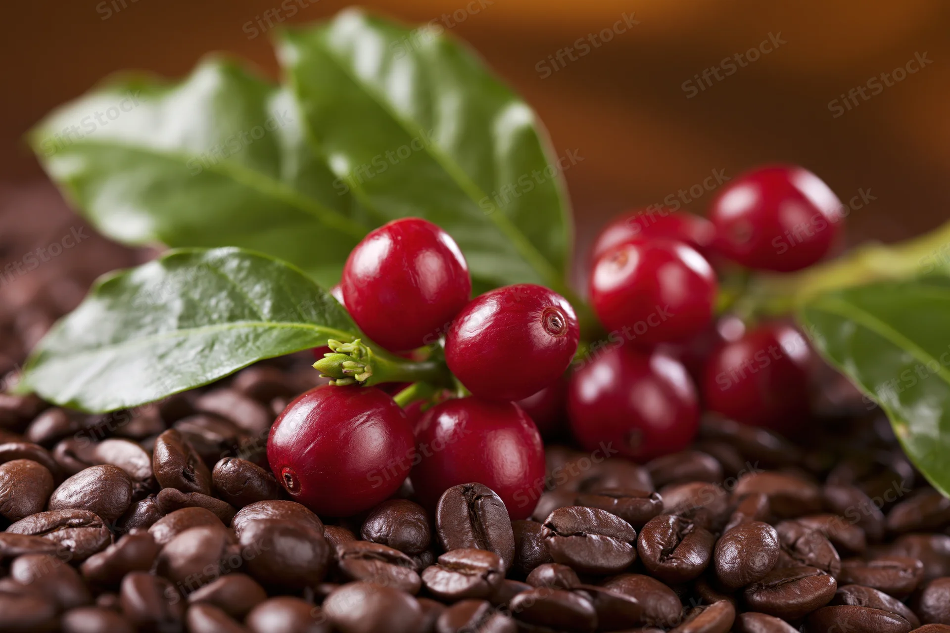 Fresh coffee cherries on a green branch resting on a bed of roasted coffee beans