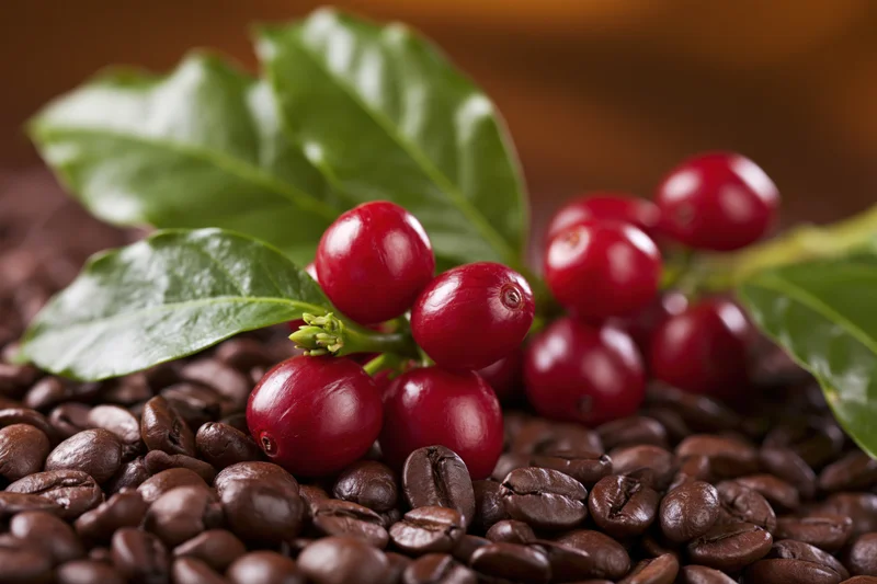 Fresh coffee cherries on a green branch resting on a bed of roasted coffee beans