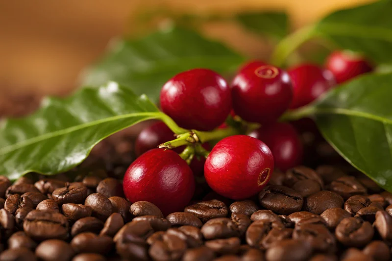 Coffee cherries on a green branch resting on roasted coffee beans