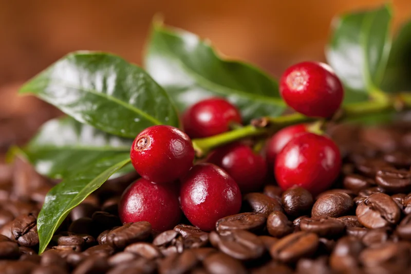 Fresh coffee cherries on a green branch resting on a bed of roasted beans