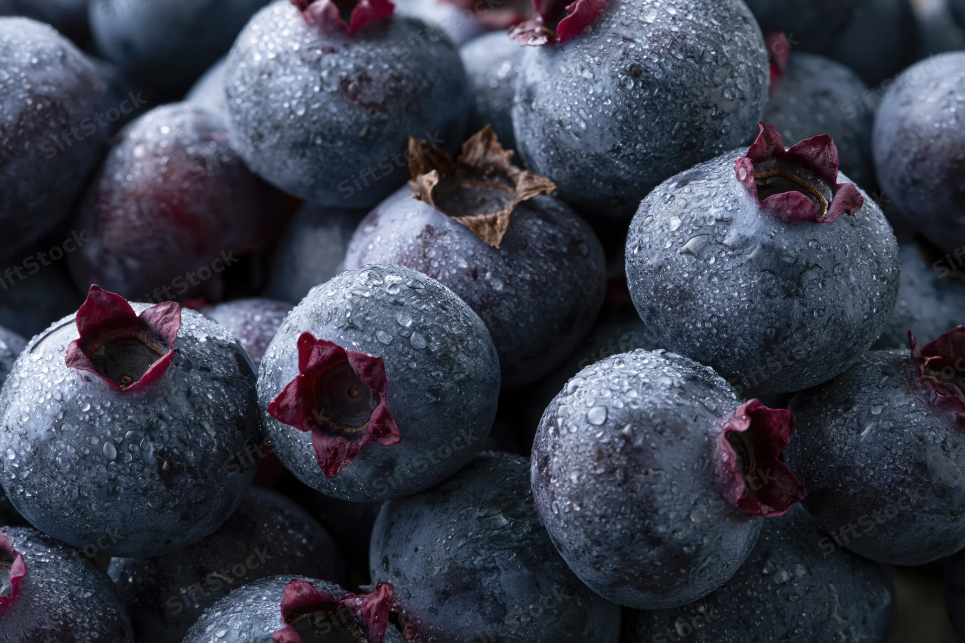 Closeup of fresh dark blueberries clustered together with water droplets on their skins
