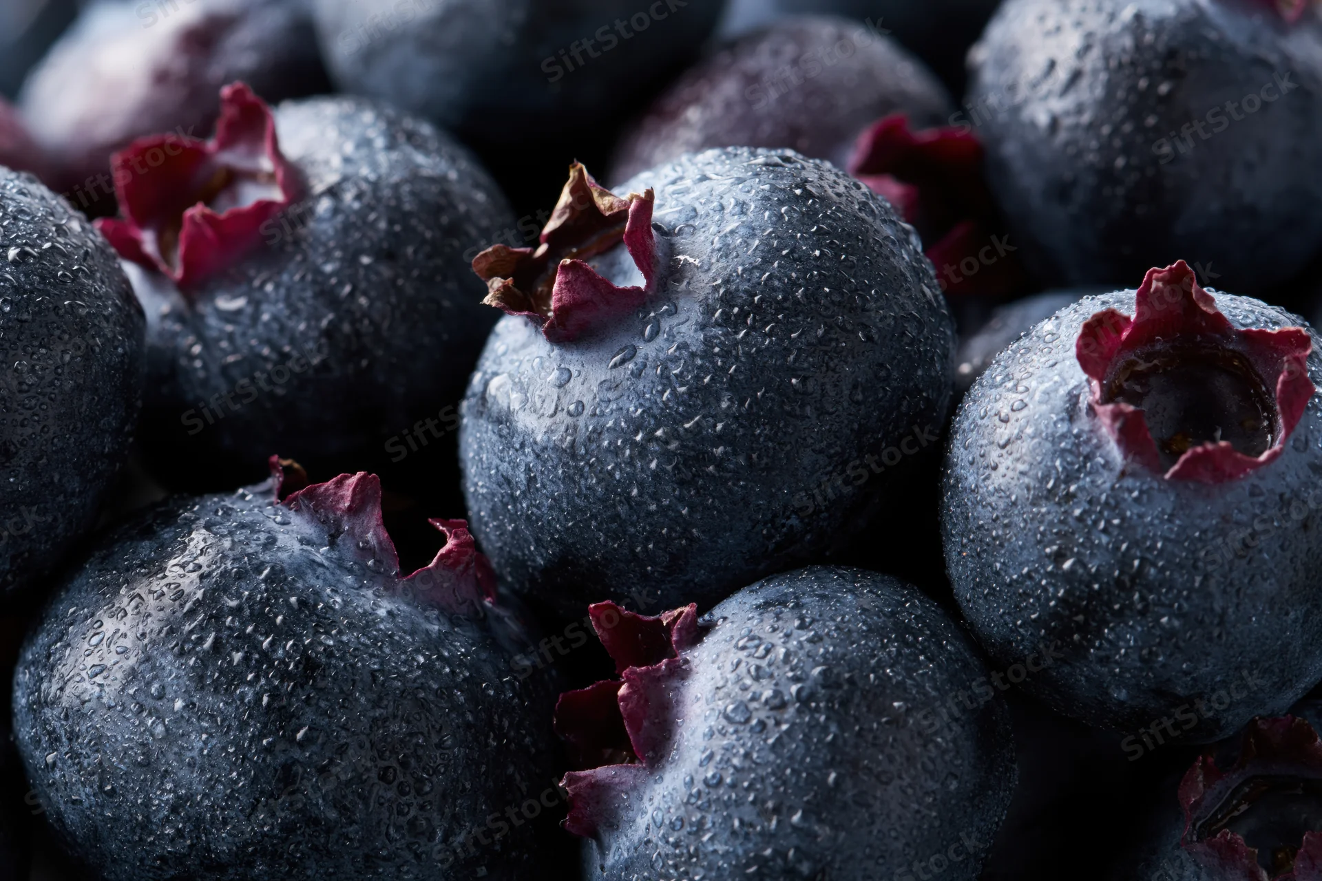 Closeup of dark blueberries covered in water droplets clustered together