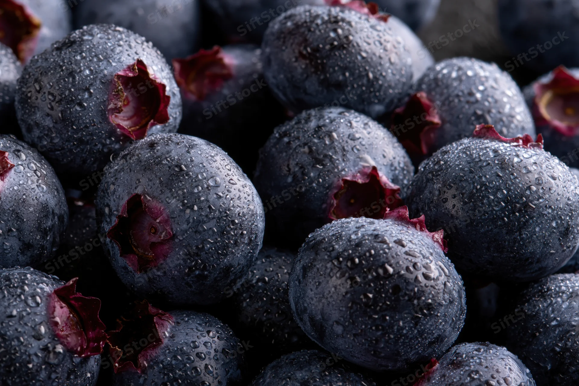 Closeup of fresh dark blueberries clustered together with water droplets on their skin