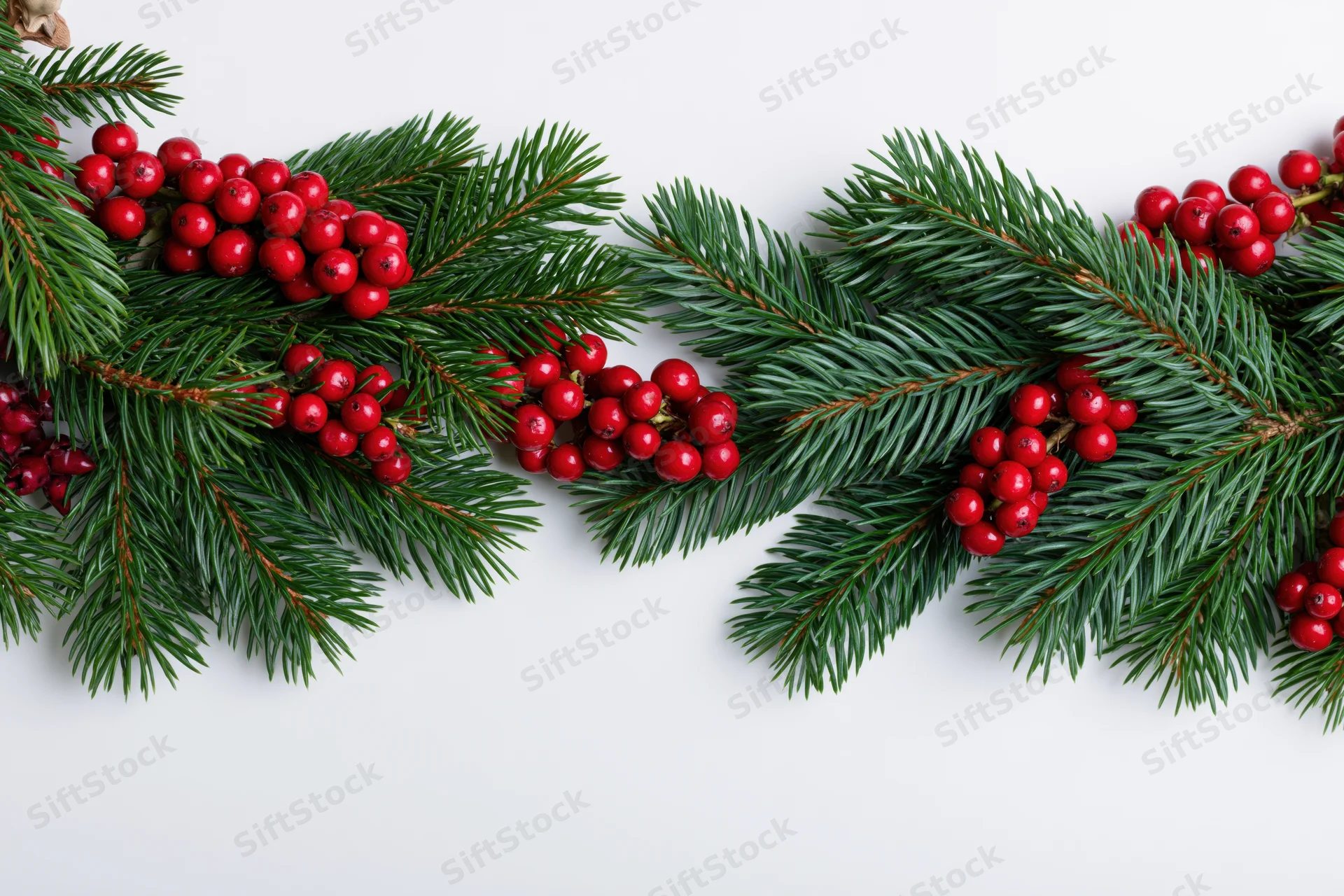 Pine branches with red holly berries arranged in a garland on white background