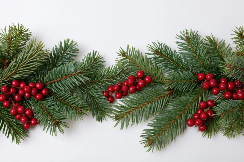 Pine branches with red berries arranged in a garland on white background