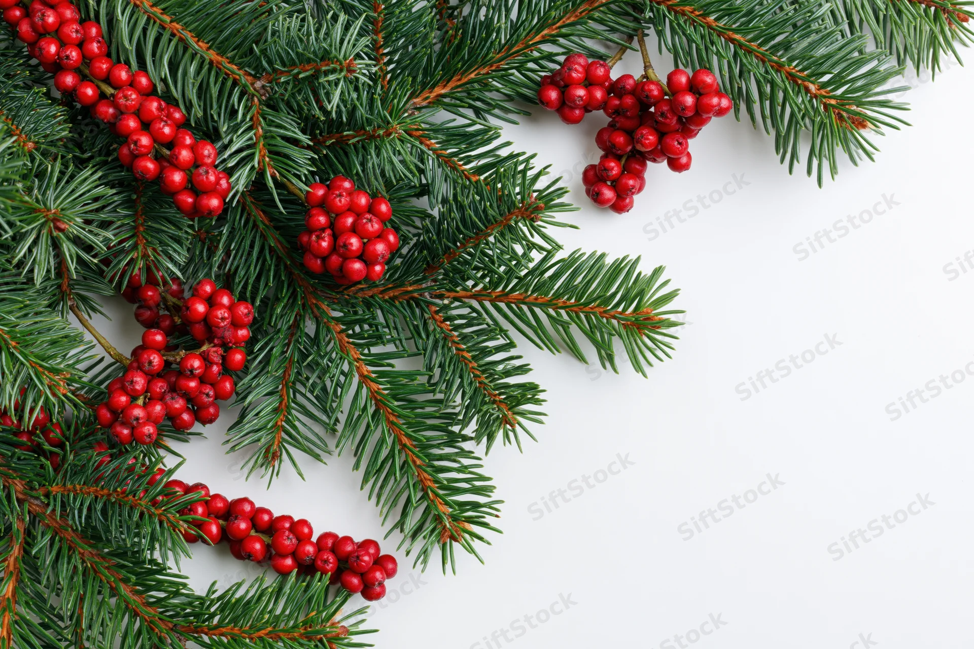 Pine branches with red berries arranged on white surface