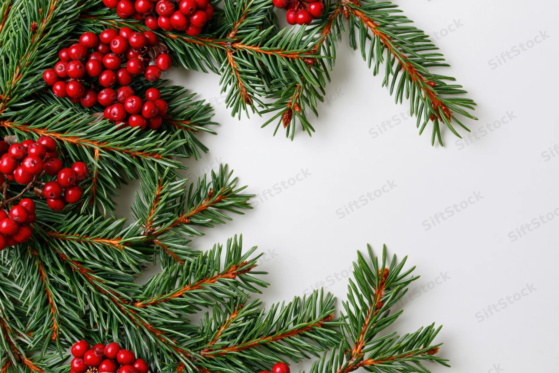 Pine branches with red berries arranged on white surface