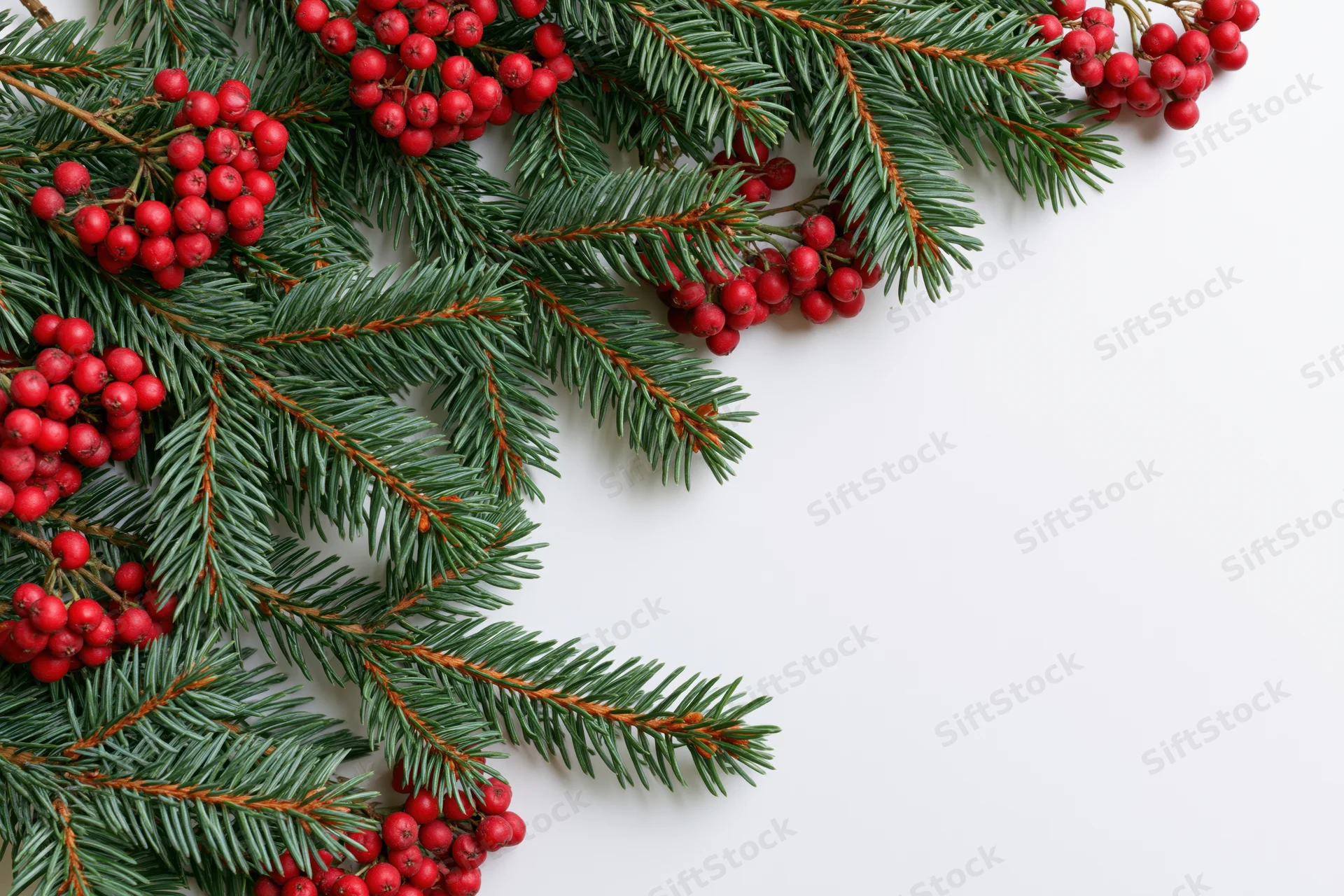 Pine branches with red berries arranged on white surface for holiday decoration