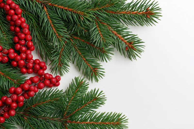 Pine branches with red berries arranged in corner on white background