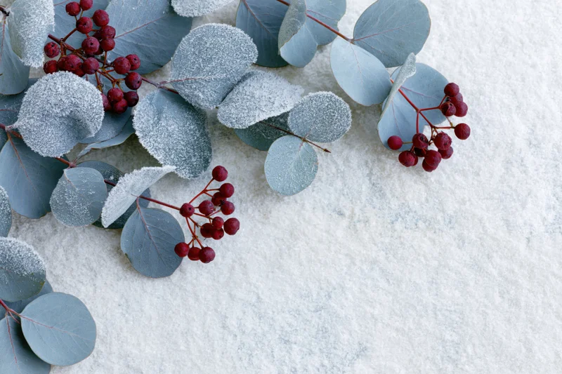 Frost-covered eucalyptus branches with red winter berries arranged on a white textured surface