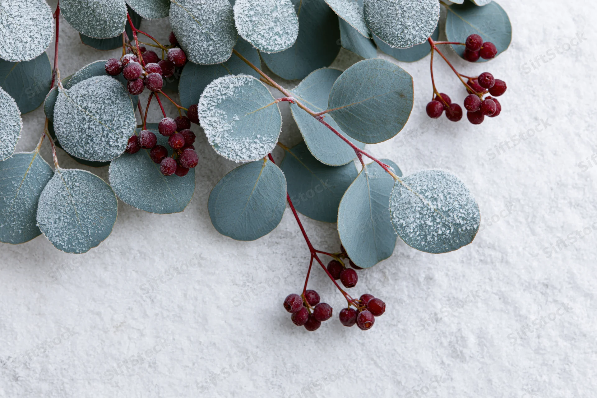 Frost-covered eucalyptus branches with red winter berries arranged on a white textured surface