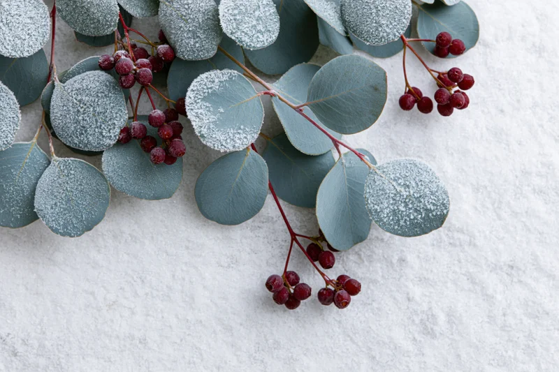 Frost-covered eucalyptus branches with red winter berries arranged on a white textured surface