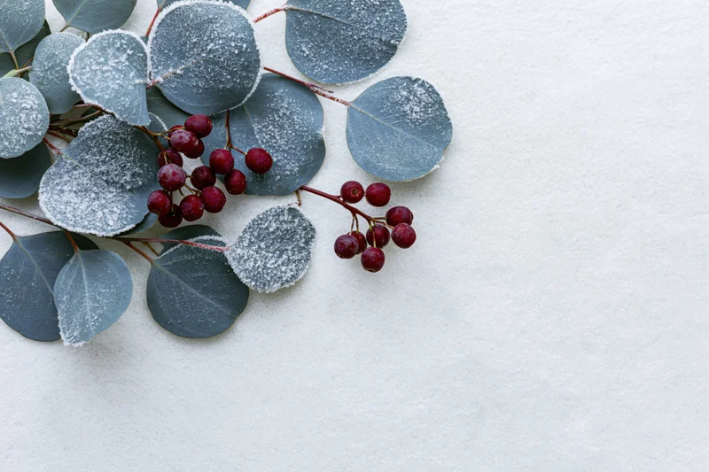 Frost-covered eucalyptus branches with red winter berries arranged on white surface