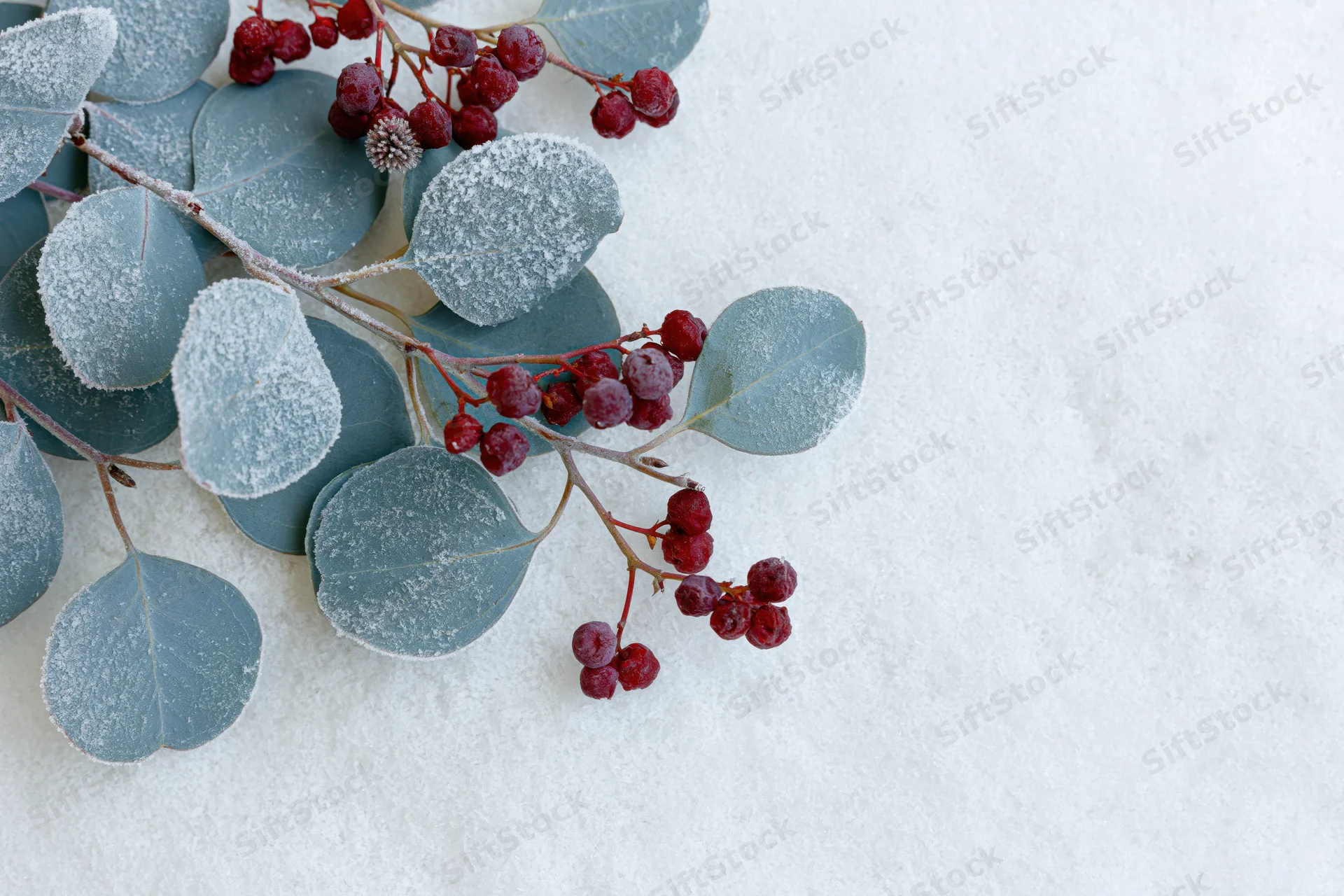 Frost-covered eucalyptus branches with red winter berries on snowy surface