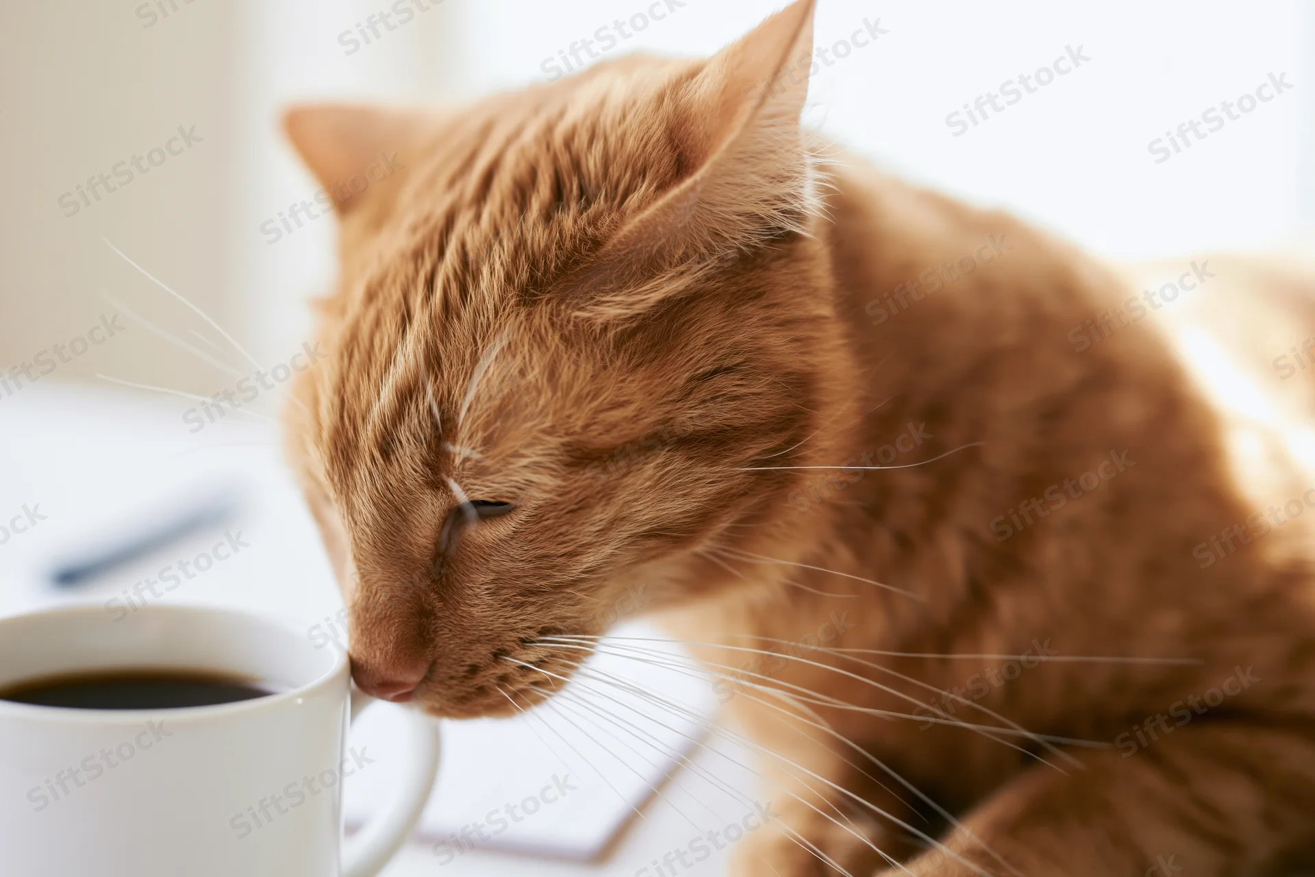 Ginger tabby cat leaning nose close to white ceramic coffee cup on table
