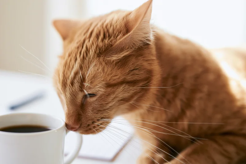 Ginger tabby cat leaning nose close to white ceramic coffee cup on table