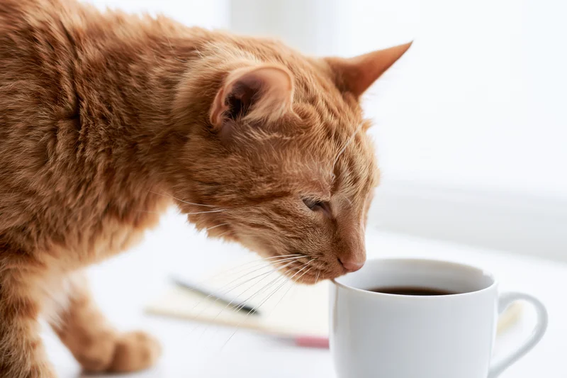 Ginger tabby cat leaning nose close to white ceramic coffee cup on table near window
