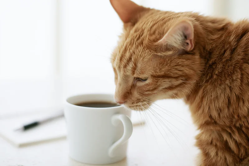 Ginger tabby cat sniffing a white ceramic coffee mug on a table indoors