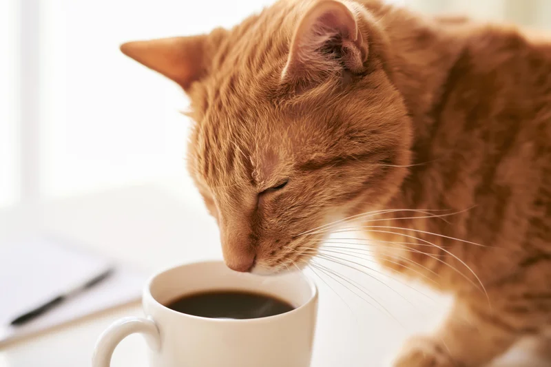 Ginger tabby cat sniffing coffee in a white ceramic mug on a table indoors
